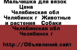 Мальчишка для вязок › Цена ­ 10 000 - Челябинская обл., Челябинск г. Животные и растения » Собаки   . Челябинская обл.,Челябинск г.